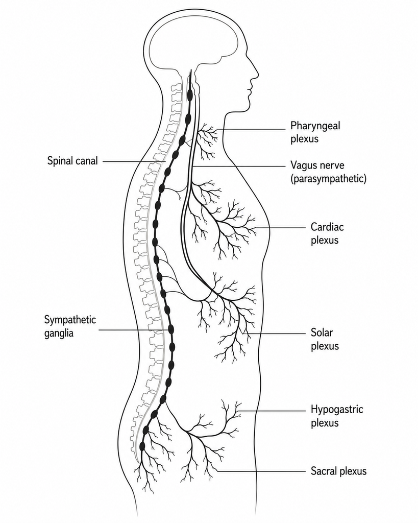 Pranayama and the nervous system
