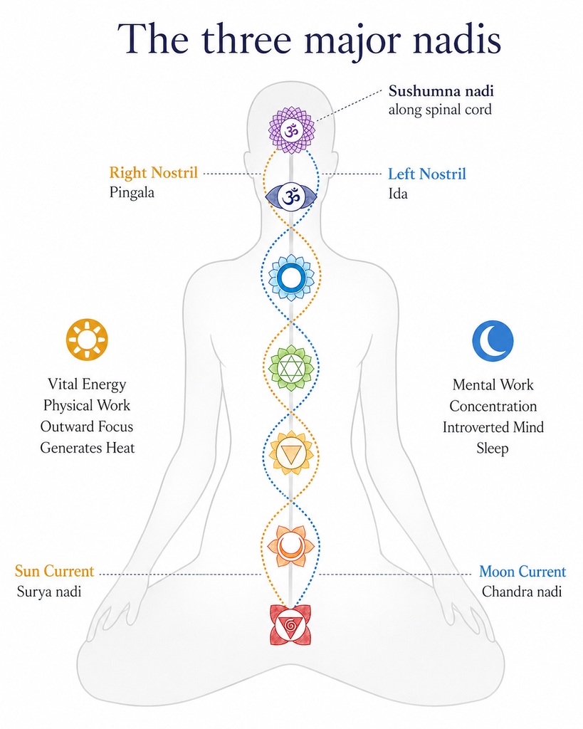 Ida, pingala & sushumna nadis - pranayama and the nervous system